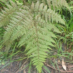 Calochlaena dubia