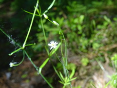 Stellaria longifolia