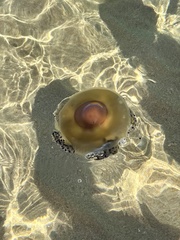 Cotylorhiza tuberculata