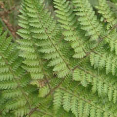 Calochlaena dubia