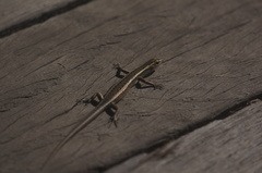 Cryptoblepharus pulcher