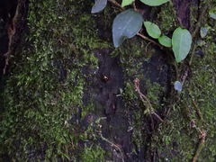 Diaperinae