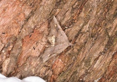 Throana pectinifer