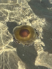 Cotylorhiza tuberculata