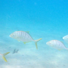 Gnathanodon speciosus