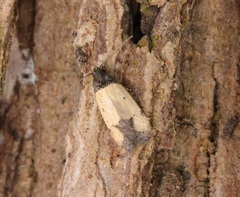 Tyrolimnas anthraconesa