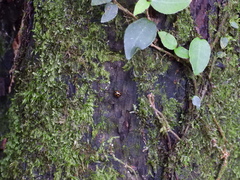 Diaperinae