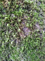 Fissidens taxifolius