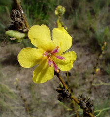 Verbascum sinuatum
