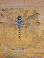 Bradinopyga geminata