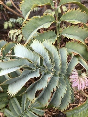 Melianthus