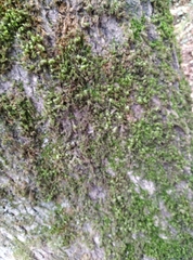 Fissidens taxifolius