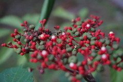 Stenodyneriellus guttulatus