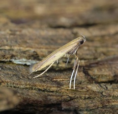 Caloptilia