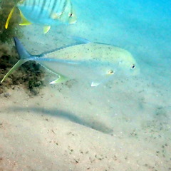 Caranx papuensis