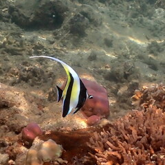Zanclus cornutus