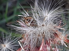Carpocoris