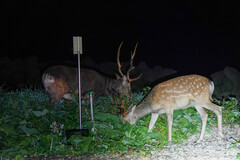 Cervus nippon yesoensis