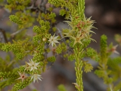 Calytrix brownii
