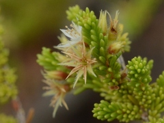 Calytrix brownii