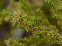 Calytrix brownii