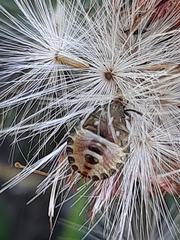 Carpocoris