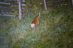 Cervus nippon yesoensis