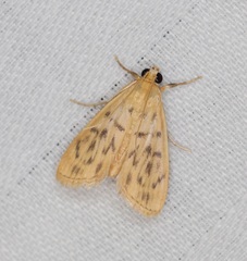 Tabidia obvia
