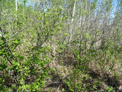 Betula humilis