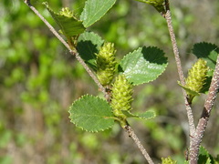 Betula humilis