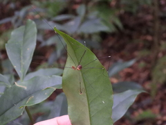 Sclerosomatidae