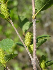 Betula humilis