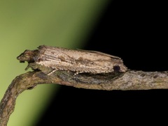 Bactra venosana