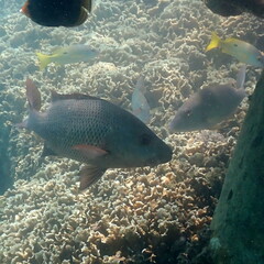 Lutjanus argentimaculatus