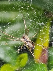 Pardosa lugubris