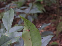 Sclerosomatidae