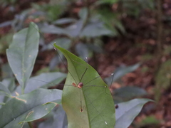 Sclerosomatidae