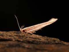 Pyroderces