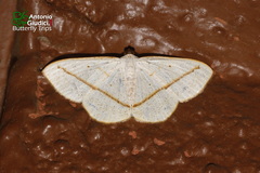 Lomographa luciferata