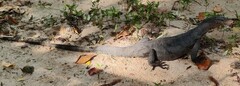 Varanus salvator macromaculatus