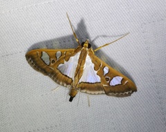 Glyphodes bivitralis