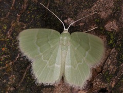 Idiochlora minuscula