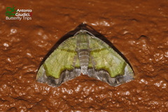 Achrosis innotata
