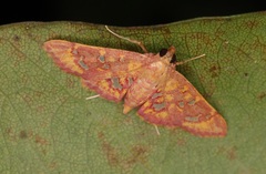 Ischnurges gratiosalis