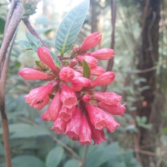 Cestrum