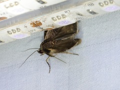 Lophoptera squammigera