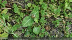 Lepidagathis inaequalis