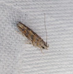 Metharmostis multilineata