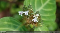 Lepidagathis inaequalis