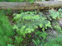 Abies sibirica